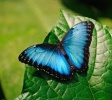 Blue Morpho