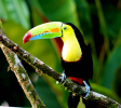 Keel Billed Toucan