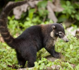 Coati