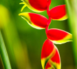 Heliconia