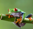 Red Eye Frog