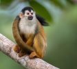 Squirrel Monkey